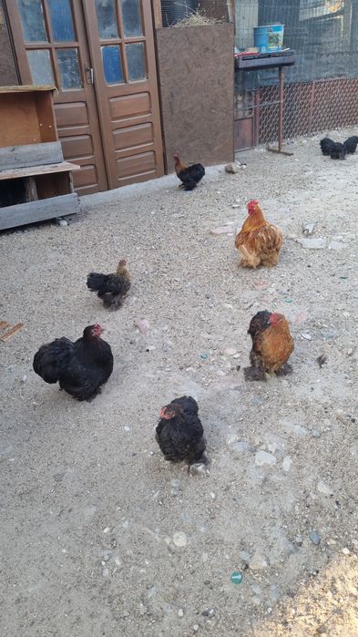 Gainusi si cocosei cochinchina pitic