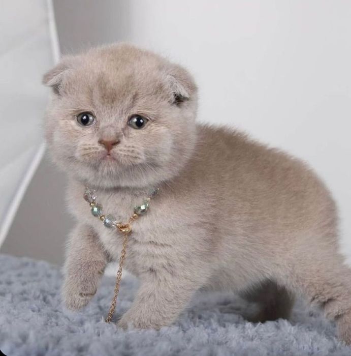 Продаются котята