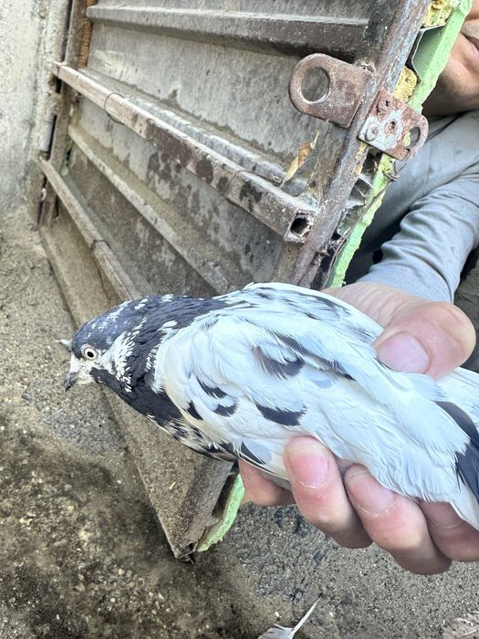 Пакистански голубы