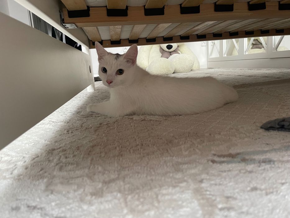 кошка, Мия, 5 мес. девочка