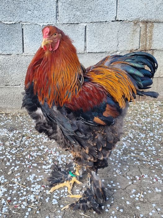 Vând cocoș brahma potarnichiu