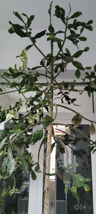 Euphorbia Kaktus 3 m