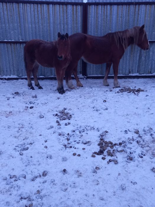 Продам кобылу с жеребёнком