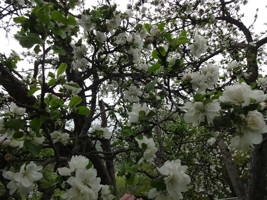 Дачу в горах продам.