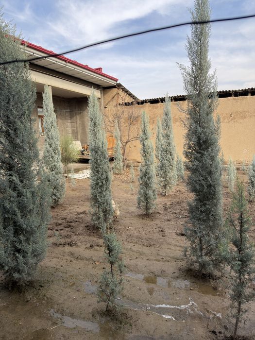 Arizonskiy kiparis argina italiya 2.50 dan 3 metrgacha