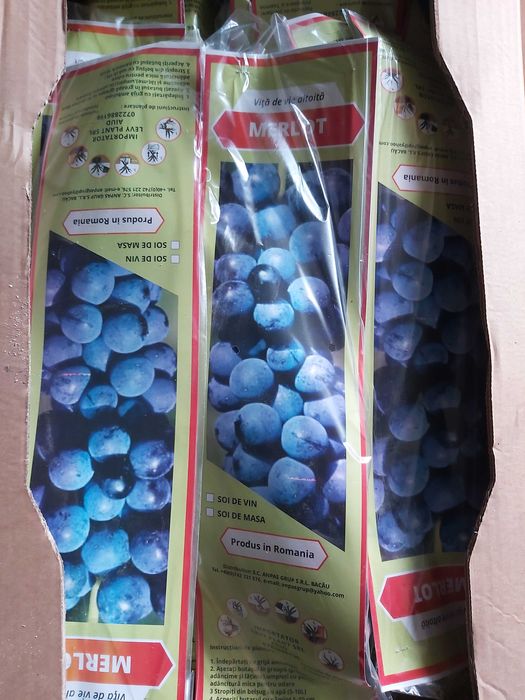 butasi vita de vie cu radacina impachetata