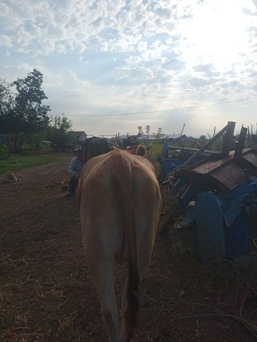 Каровы Алатауской пароды