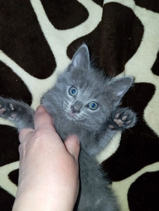 Отдам котят полупородистые