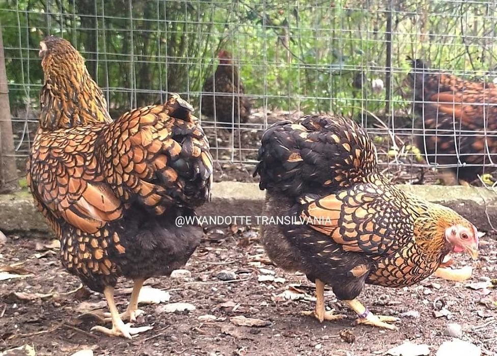 Wyandotte GSG Pitic familie 5+1