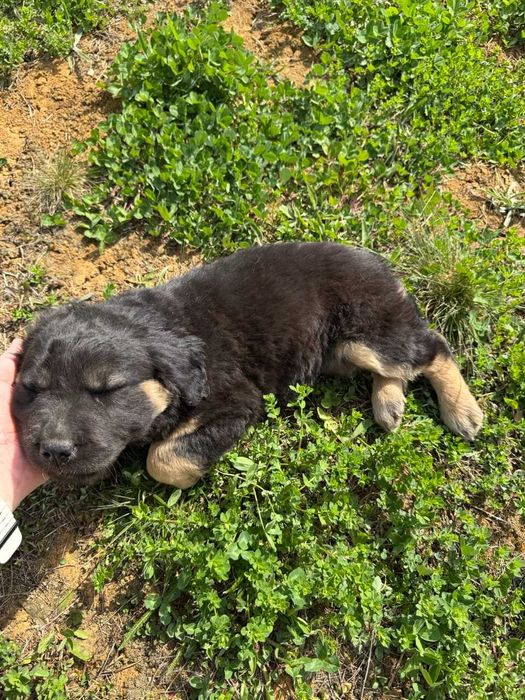 Donez catei 8 saptamani