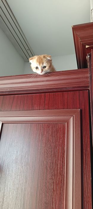 Scottish fold strayt