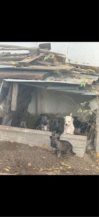 Щенята бесплатно