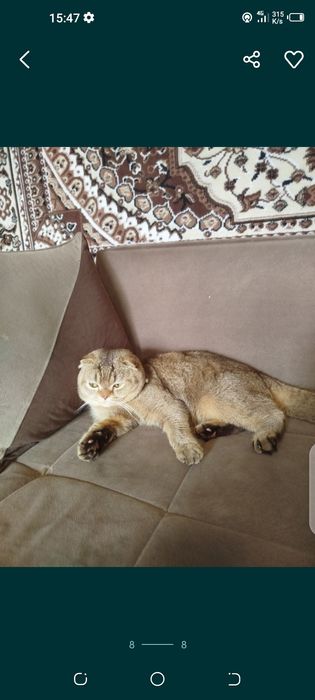 Скотииш фолд на связку