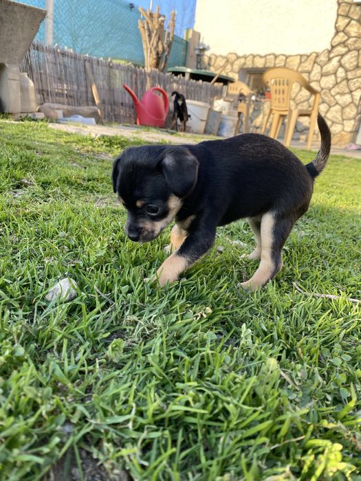 Продавам мини пинчер