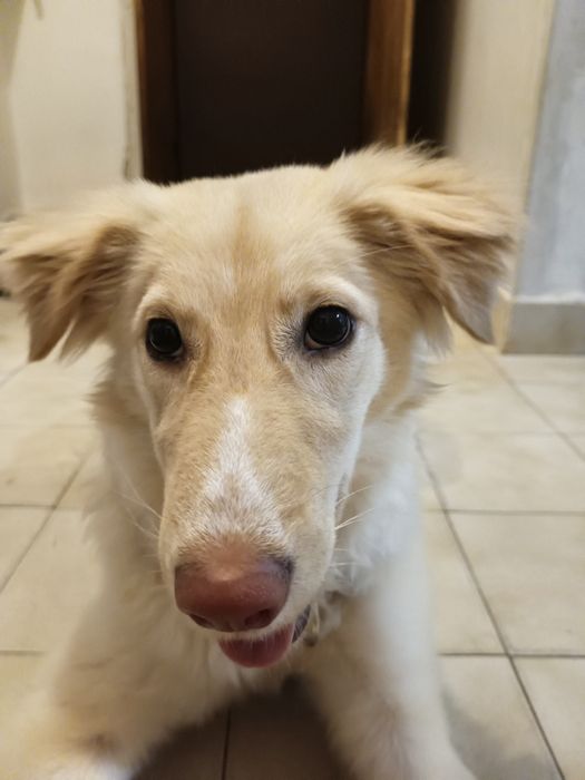 Подарява се женско младо куче