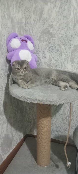 Продаётся котёнок
