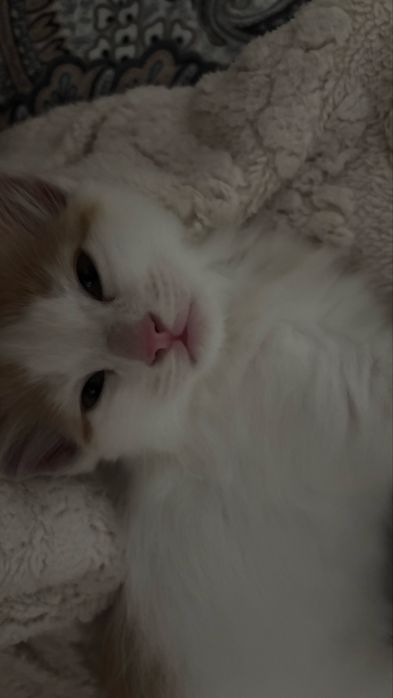 2 кошки,желтый и черная