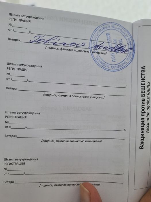 Турецкий ангора акилли эркак мушук сотилади .