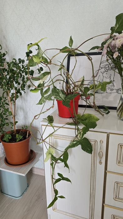 Сигнониум вариегатный,  лиана