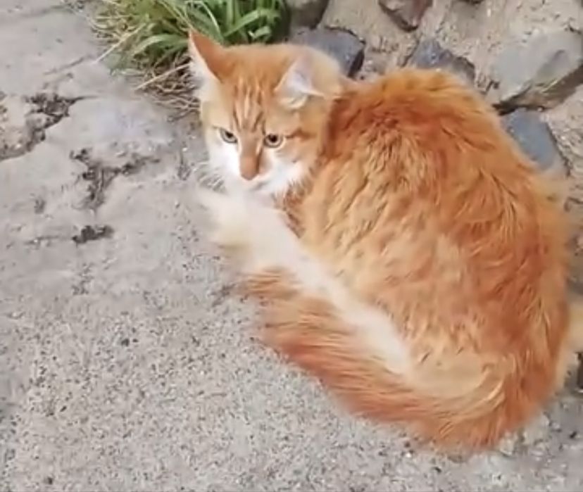 Два рыжика ищут дом