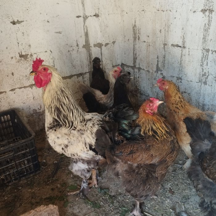 Продам куры домашние