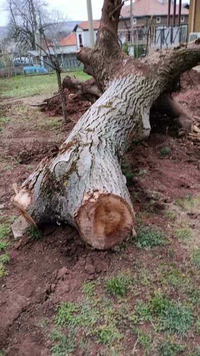 Продавам Орех за материал