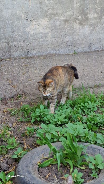 Кошечка и котик ищут добрых хозяев