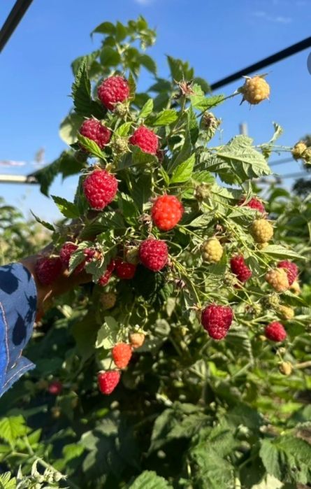 Малина,Полонез, ва Полана оригинал сорт