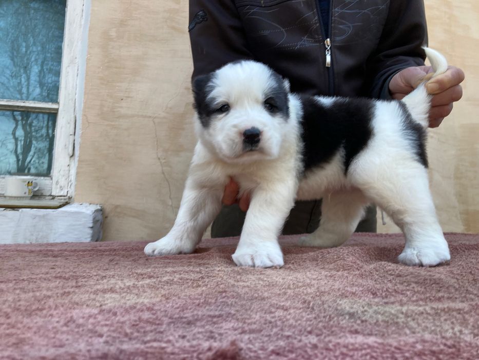 Щенок ( туркменского Алабая ) чистокровный