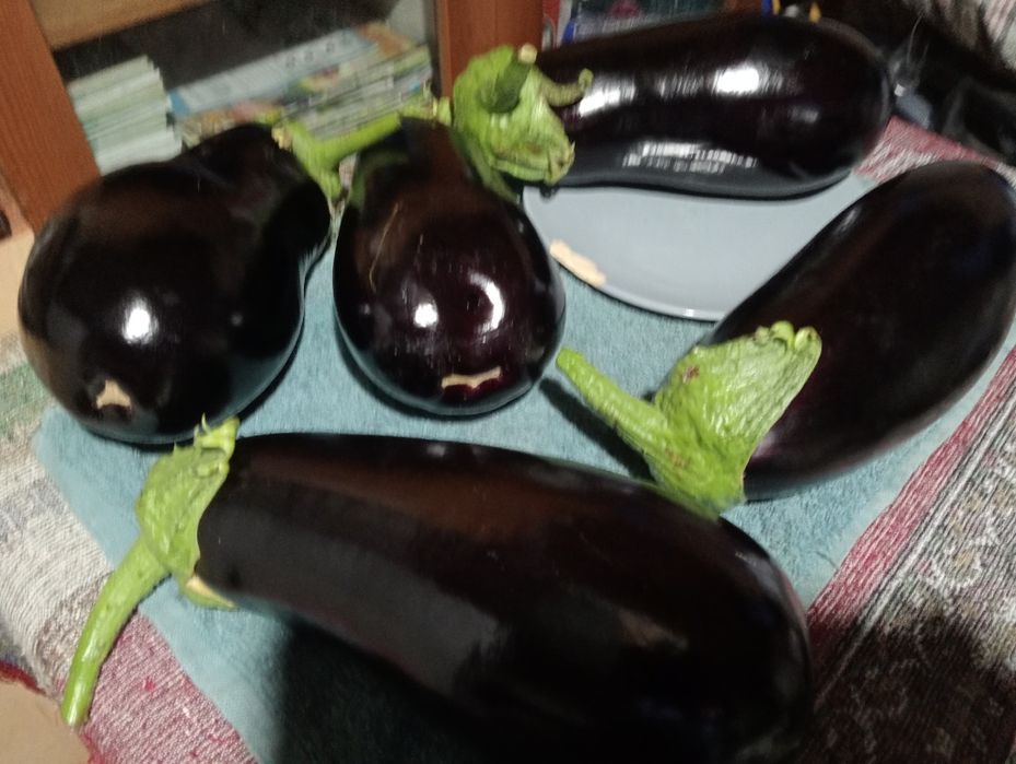 Prestez servicii contra cost
-toaletat pomi
-frezat teren
-produc, vând și plantez răsaduri contra cost
-tau lemne de foc cu