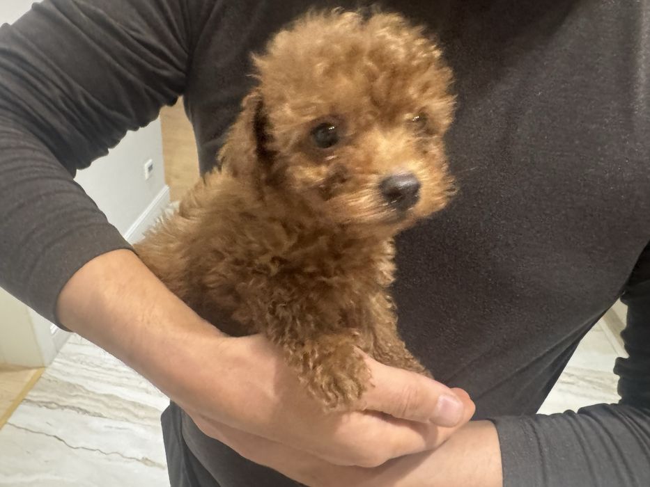 Той пудель собака