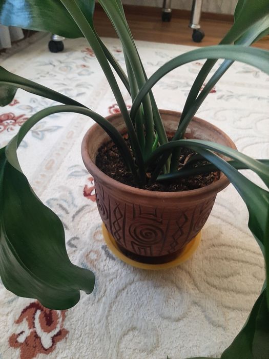 Продам большой цветок Эухарис