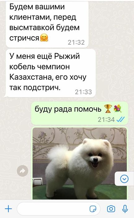 Груминг. стрижка собак