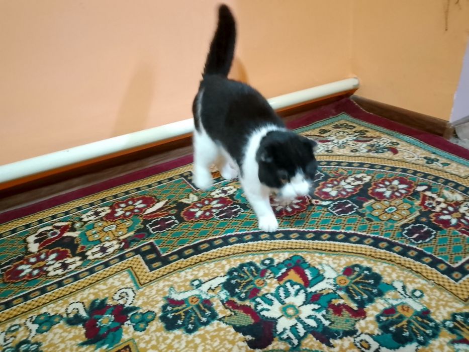 Вяска мушук самец, скотиш фолд