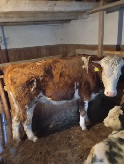 De vânzare junincă