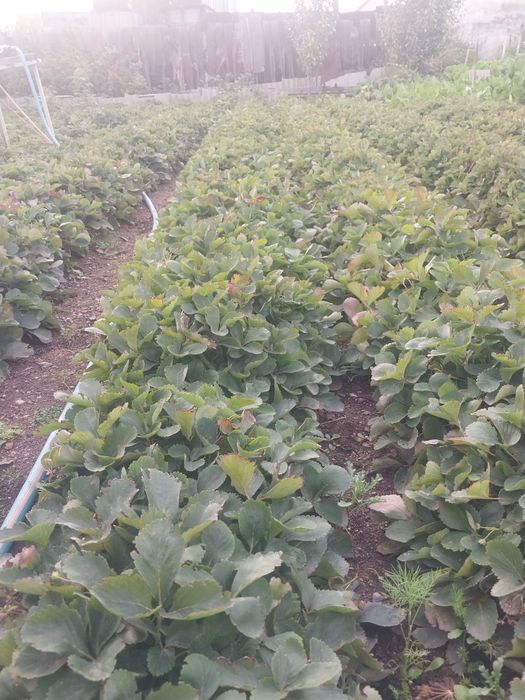 Кусты клубники продам