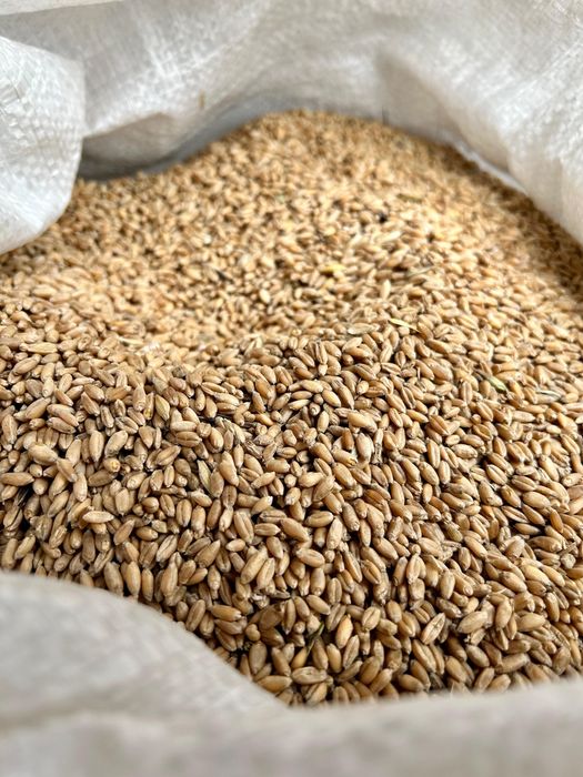 Пшеница Ячмень ячмень дробленный