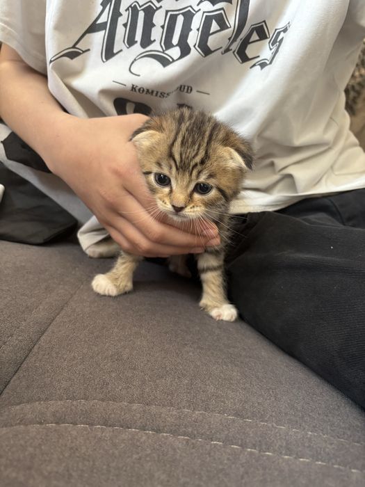 Котенок веслоухий полукровка