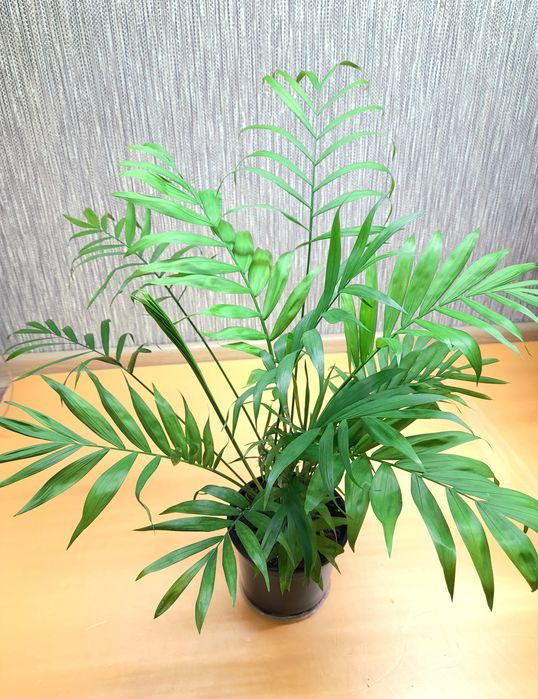 Продам Хомедорея пальма