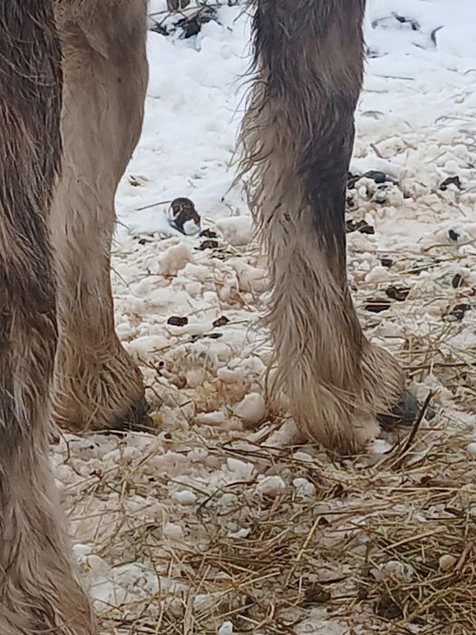 Manz greu de 10 luni