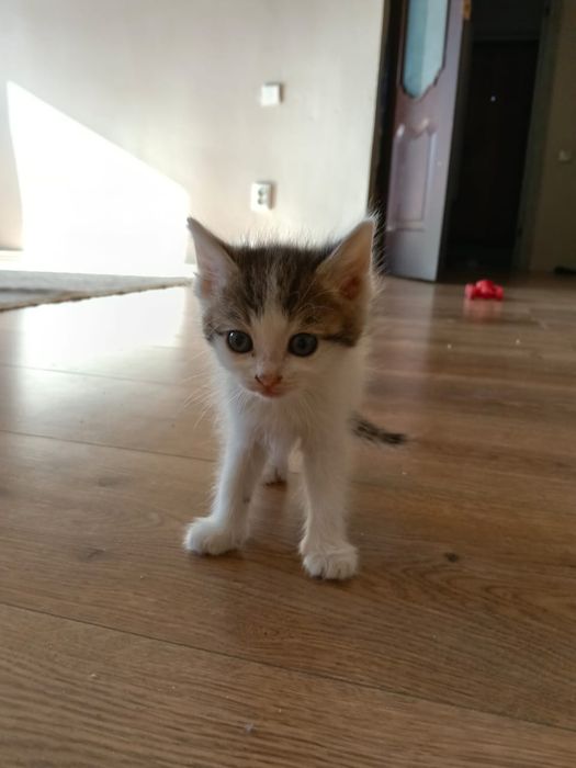 Котята  мысыктар