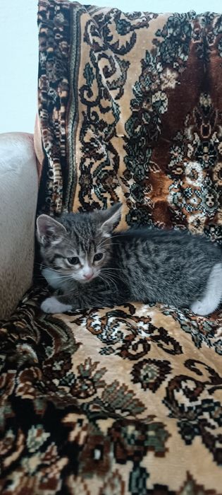 Отдам котят в добрые руки