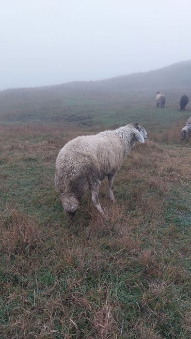 Berbec karakul de vânzare