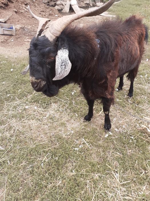 Dau țap bun , la schimb pe o oaie buna