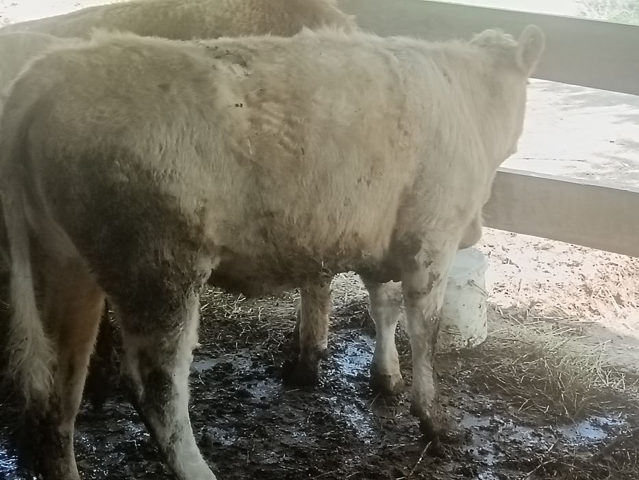 қашарлар сатылады