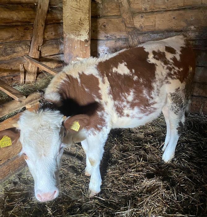 Vând junincă 1 an Bălțată Românească