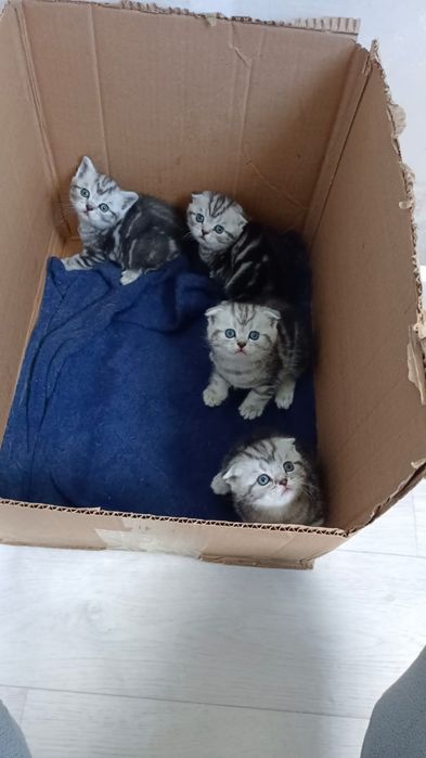 Мраморята Страйты и Фолды.