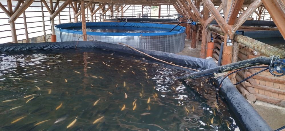 Păstrăv curcubeu 400-700 grame