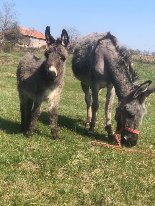 Vand lapte de magarita