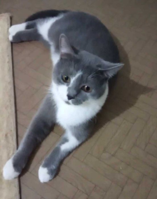 Ласковый котик ищет дом